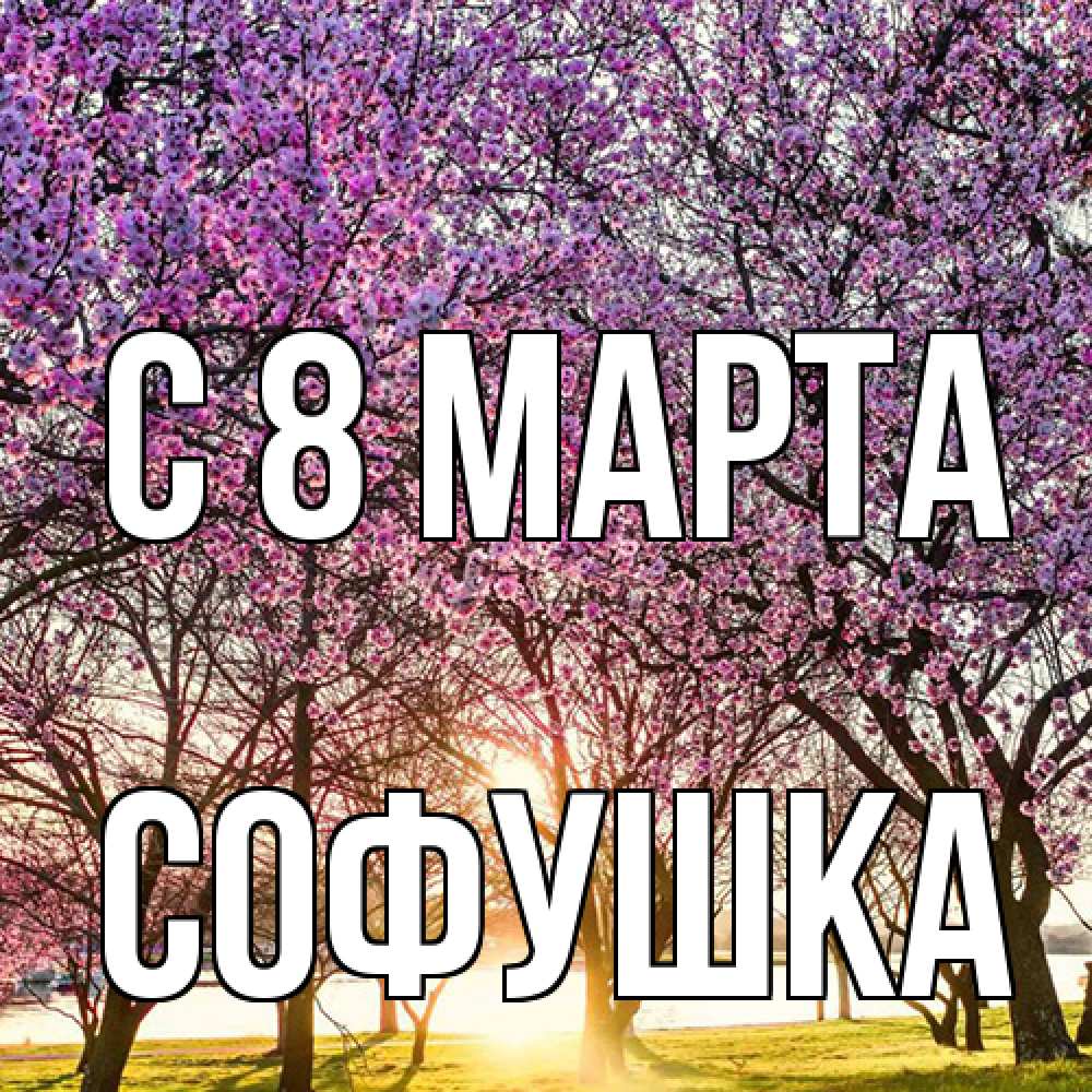 Открытка на каждый день с именем, Софушка C 8 МАРТА международный женский день Прикольная открытка с пожеланием онлайн скачать бесплатно 