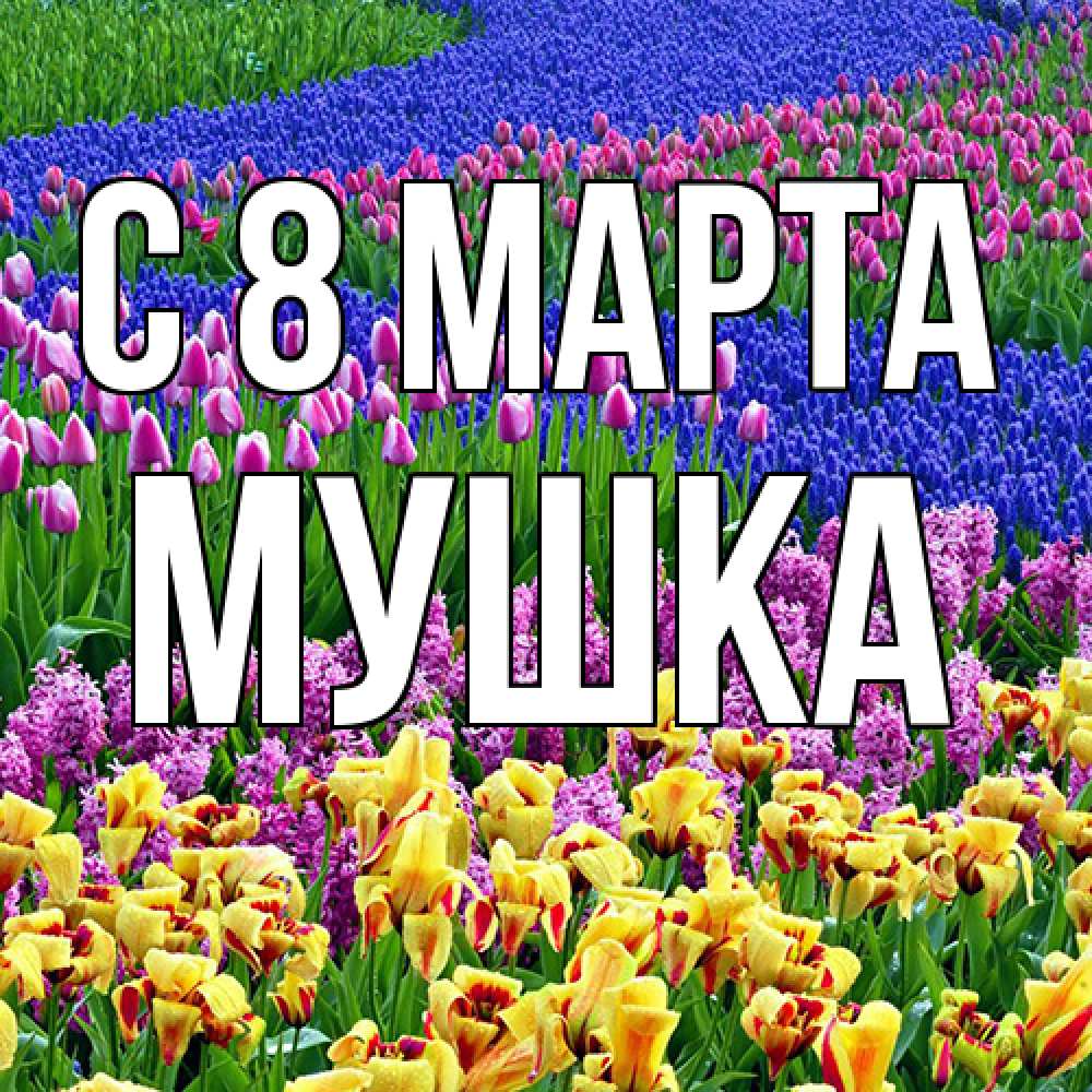 Открытка на каждый день с именем, мушка C 8 МАРТА цветы Прикольная открытка с пожеланием онлайн скачать бесплатно 