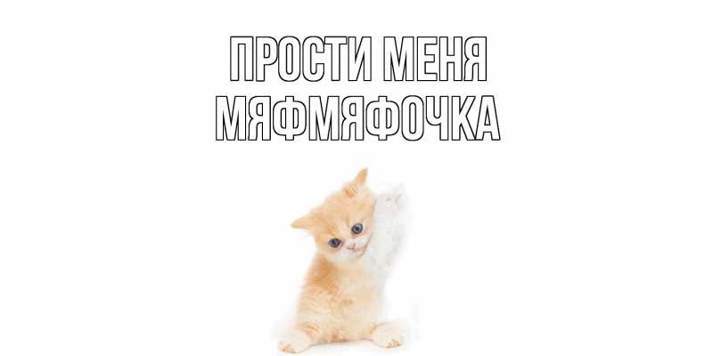 Картинка Прости меня, мяфмяфочка