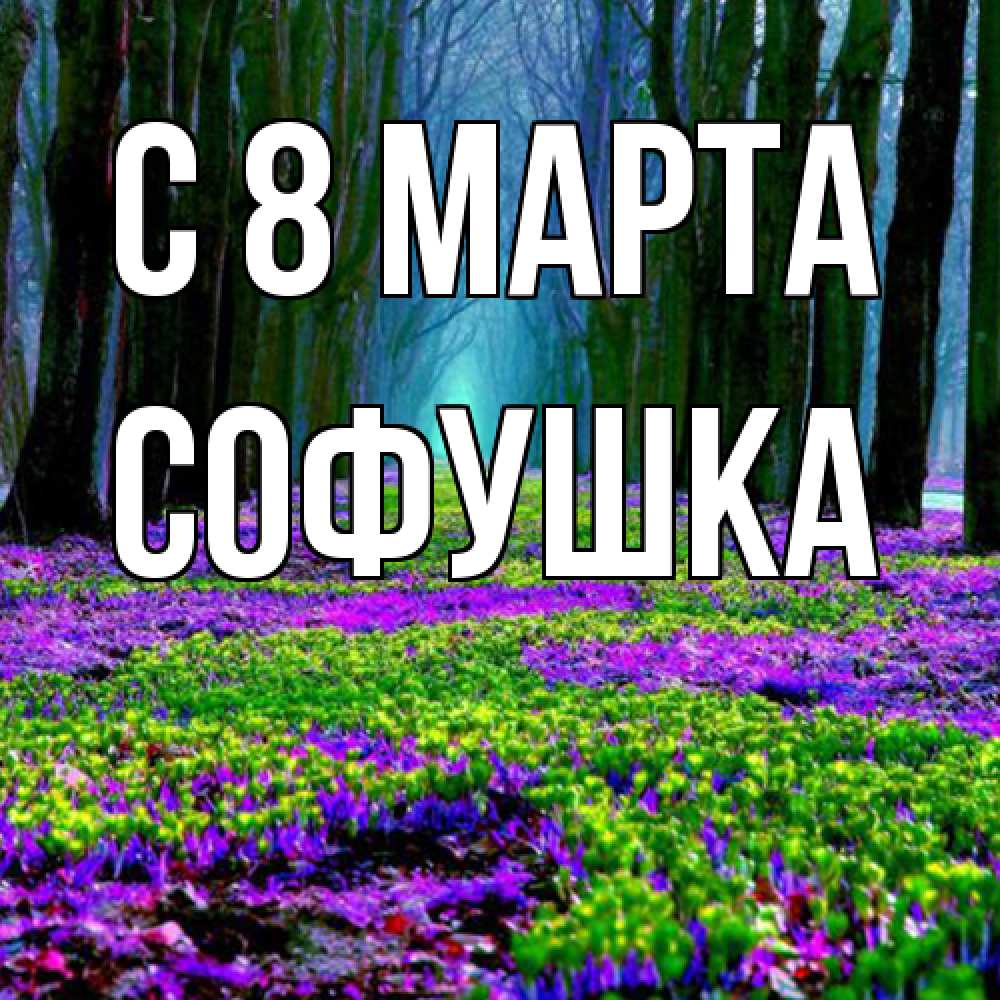 Открытка на каждый день с именем, Софушка C 8 МАРТА фиолетовые цветы в лесу 1 Прикольная открытка с пожеланием онлайн скачать бесплатно 