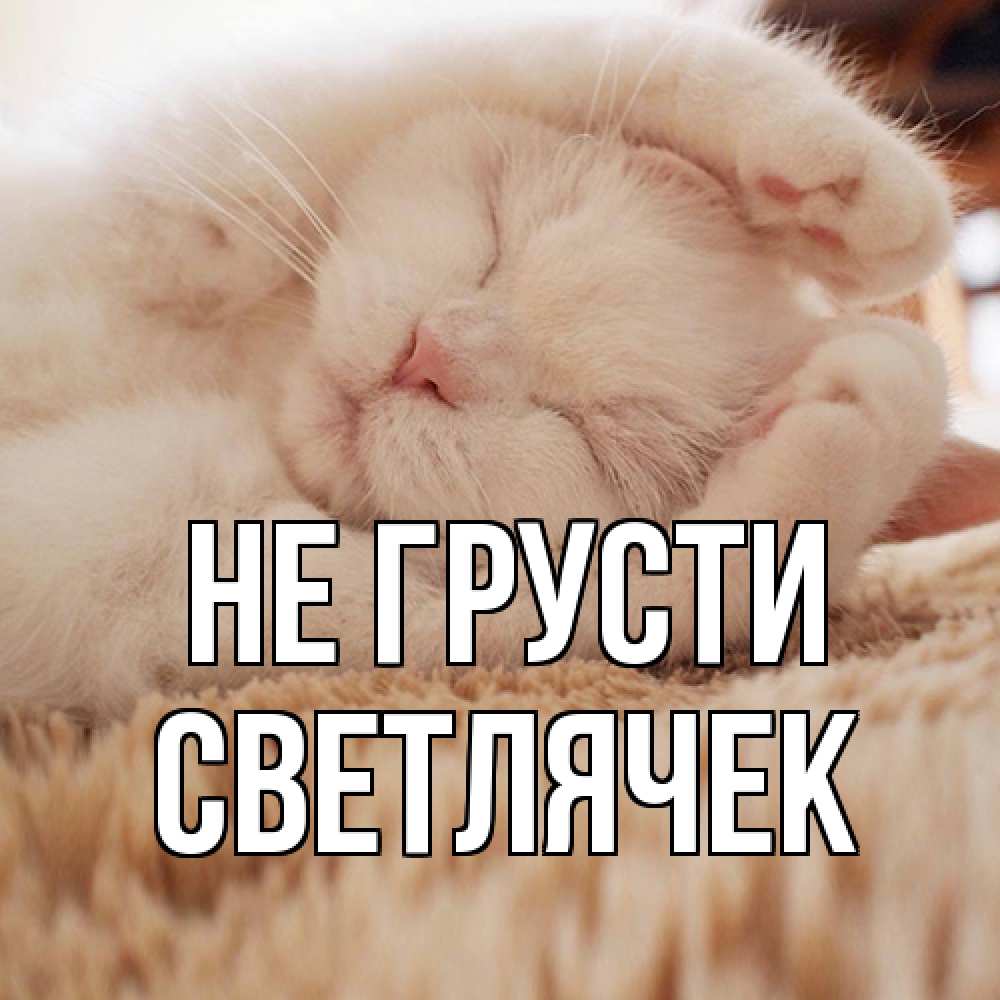 Открытка на каждый день с именем, Светлячек Не грусти белый кот Прикольная открытка с пожеланием онлайн скачать бесплатно 