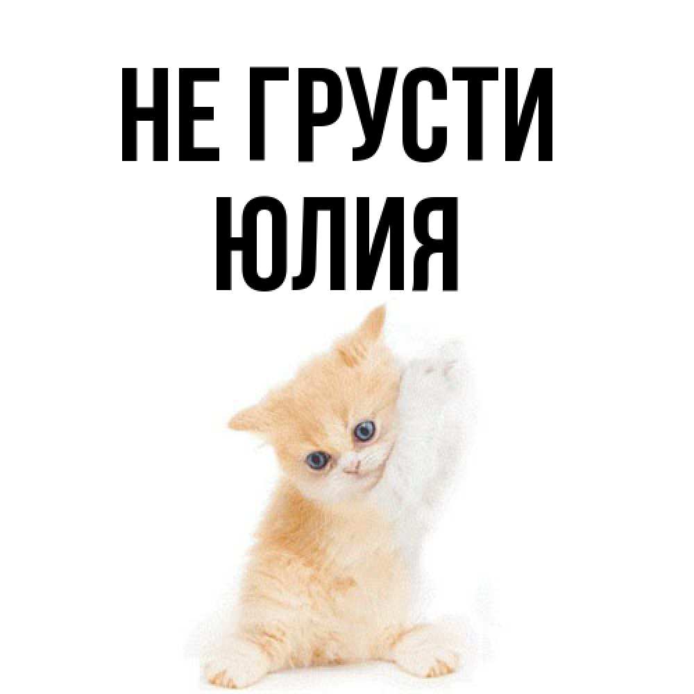 Открытка на каждый день с именем, Юлия Не грусти просящий кот Прикольная открытка с пожеланием онлайн скачать бесплатно 