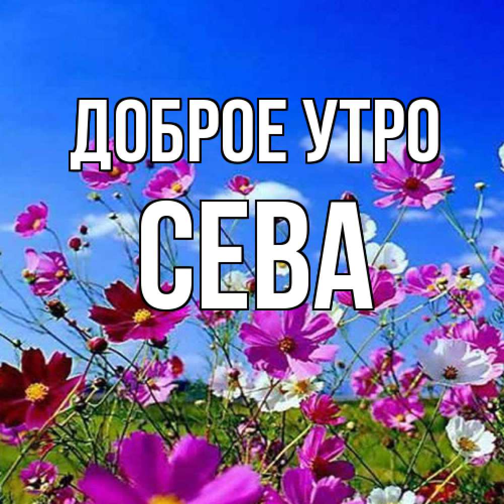 Открытка на каждый день с именем, Сева Доброе утро сиреневые цветы Прикольная открытка с пожеланием онлайн скачать бесплатно 