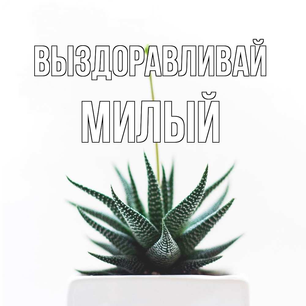 Открытка на каждый день с именем, Милый Выздоравливай короче это непонятная колючка Прикольная открытка с пожеланием онлайн скачать бесплатно 