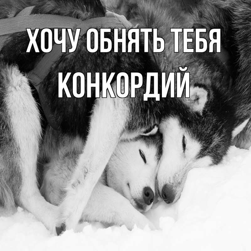 Картинка Хочу обнять тебя, Конкордий