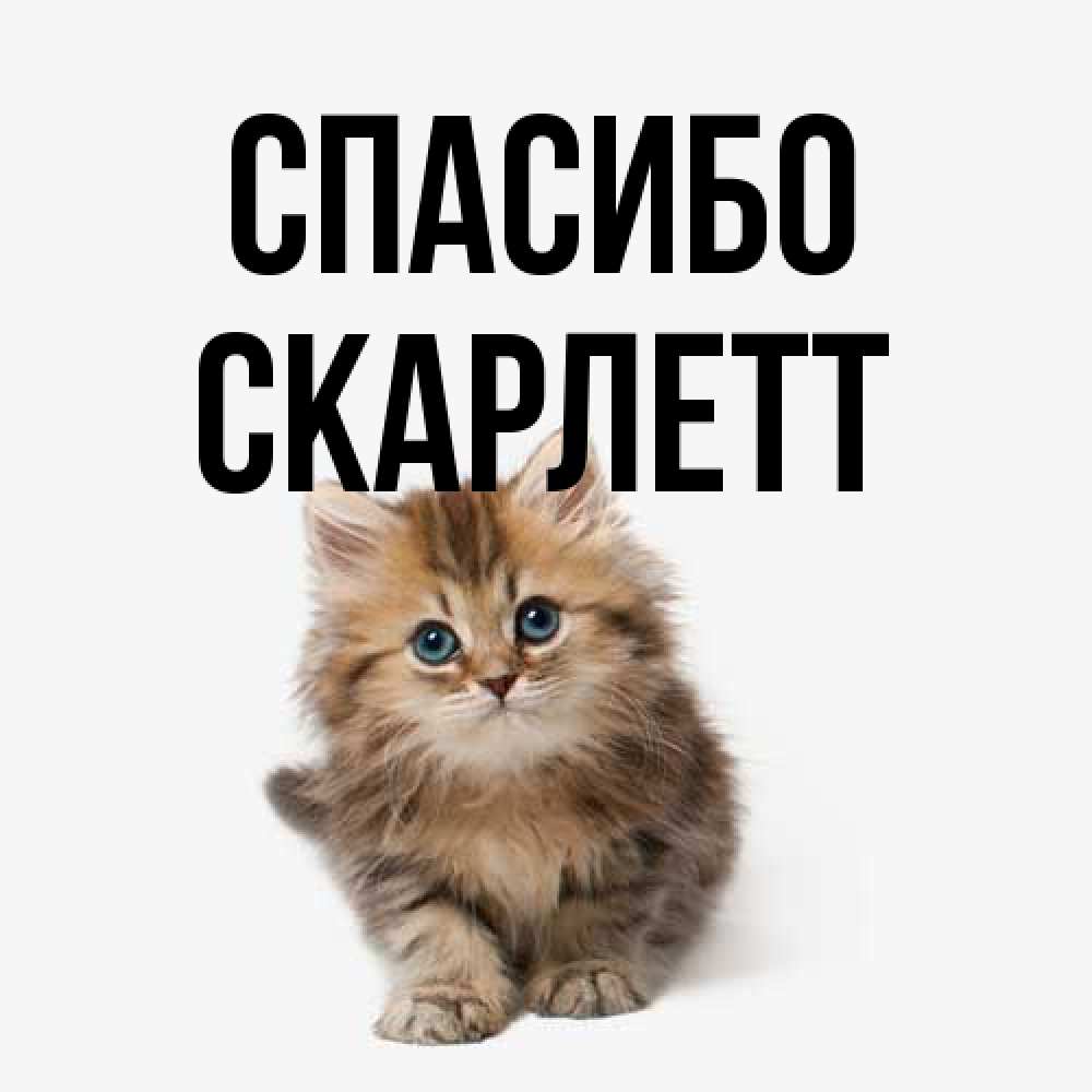 Открытка на каждый день с именем, Скарлетт Спасибо пушистый котик Прикольная открытка с пожеланием онлайн скачать бесплатно 