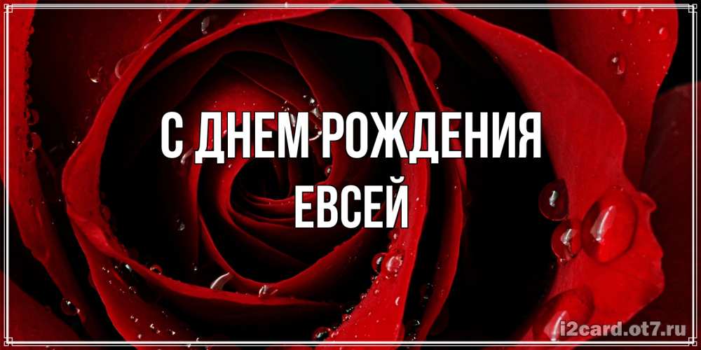 Открытка на каждый день с именем, Евсей С днем рождения крупная бордовая роза Прикольная открытка с пожеланием онлайн скачать бесплатно 