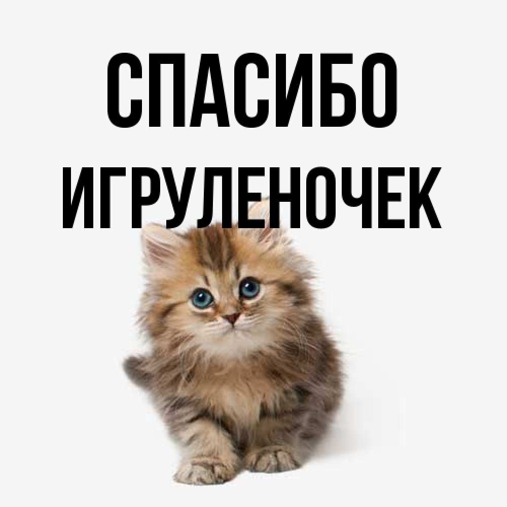 Открытка на каждый день с именем, Игpуленочек Спасибо пушистый котик Прикольная открытка с пожеланием онлайн скачать бесплатно 