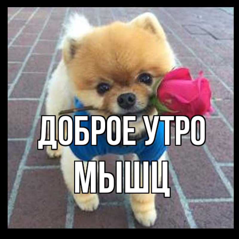 Картинка Доброе утро, Мышц