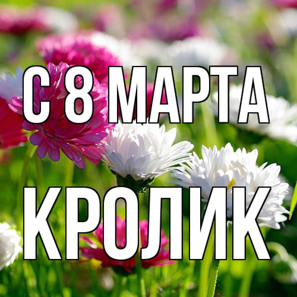 Открытка на каждый день с именем, кролик C 8 МАРТА международный женский день 1 Прикольная открытка с пожеланием онлайн скачать бесплатно 