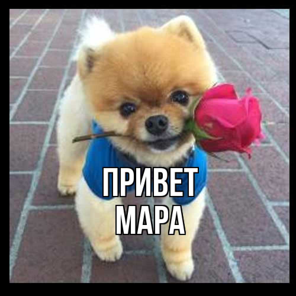 Открытка на каждый день с именем, Мара Привет роза в зубах у собаки Прикольная открытка с пожеланием онлайн скачать бесплатно 