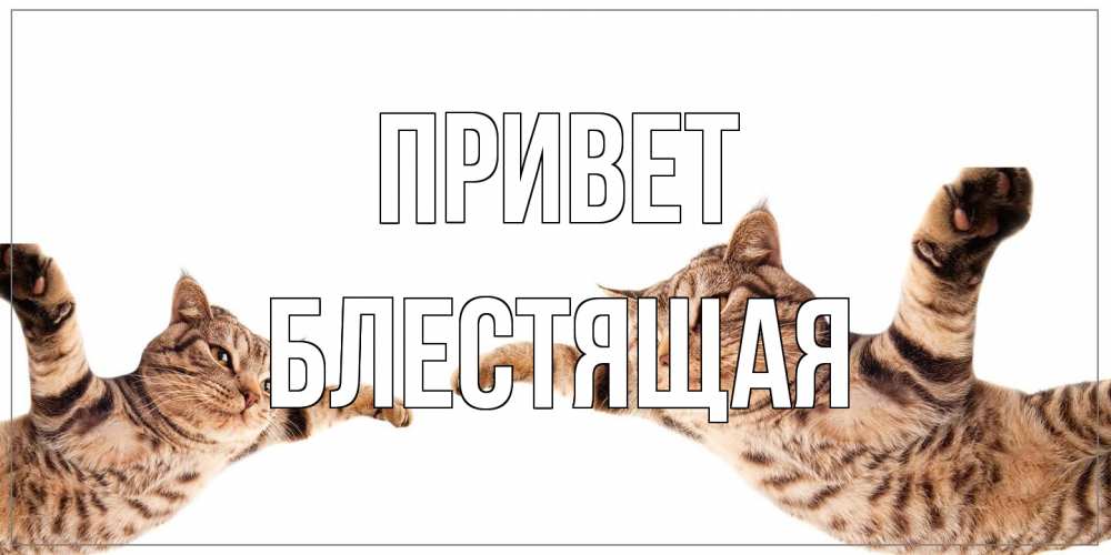 Открытка на каждый день с именем, блестящая Привет кот Прикольная открытка с пожеланием онлайн скачать бесплатно 