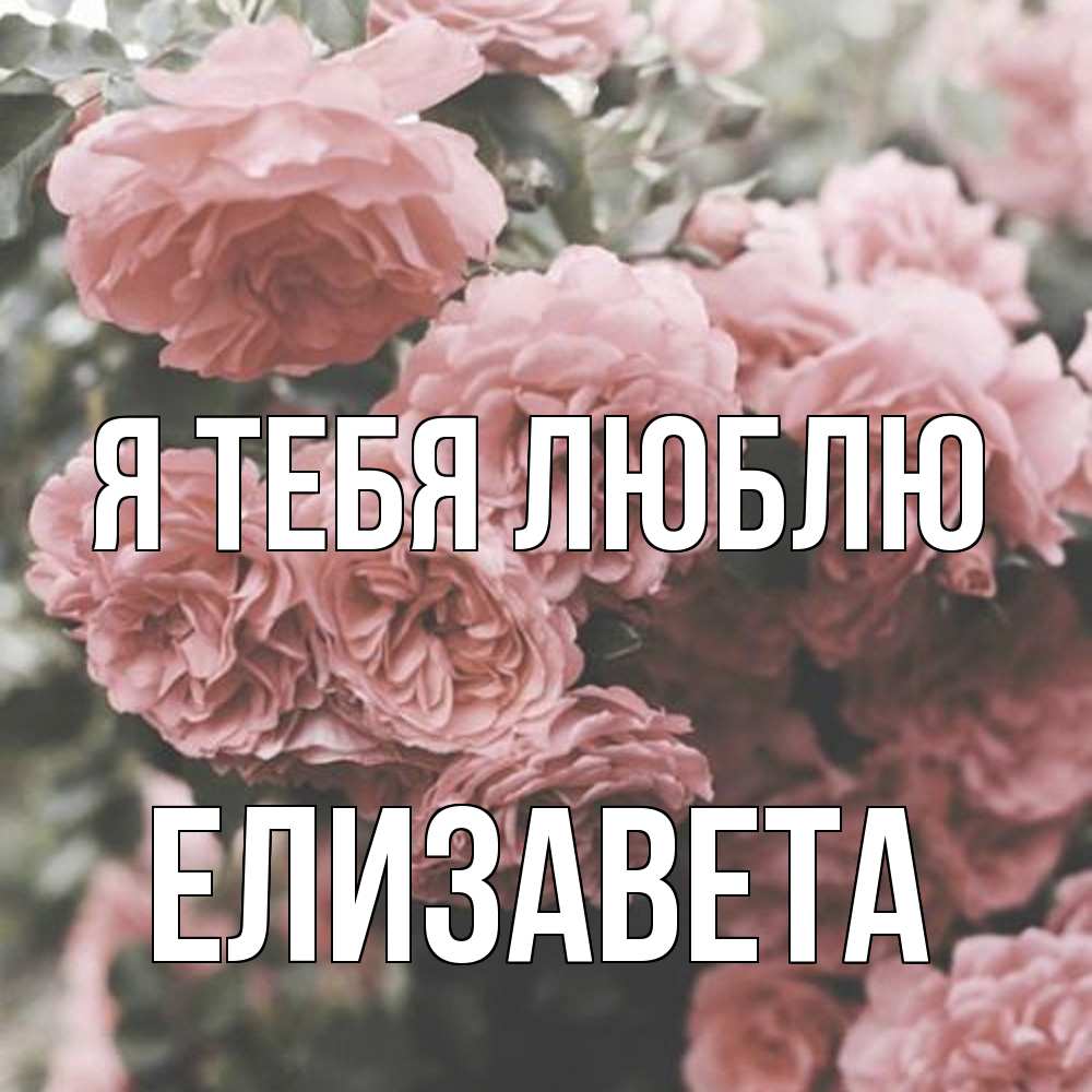 Открытка на каждый день с именем, Елизавета Я тебя люблю розы 3 Прикольная открытка с пожеланием онлайн скачать бесплатно 