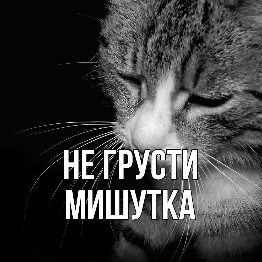 Открытка на каждый день с именем, Мишутка Не грусти грустный котик Прикольная открытка с пожеланием онлайн скачать бесплатно 