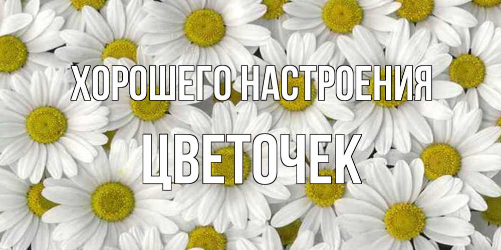 Открытка на каждый день с именем, Цветочек Хорошего настроения поляна ромашек Прикольная открытка с пожеланием онлайн скачать бесплатно 