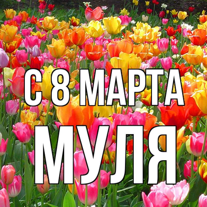 Картинка C 8 МАРТА, Муля
