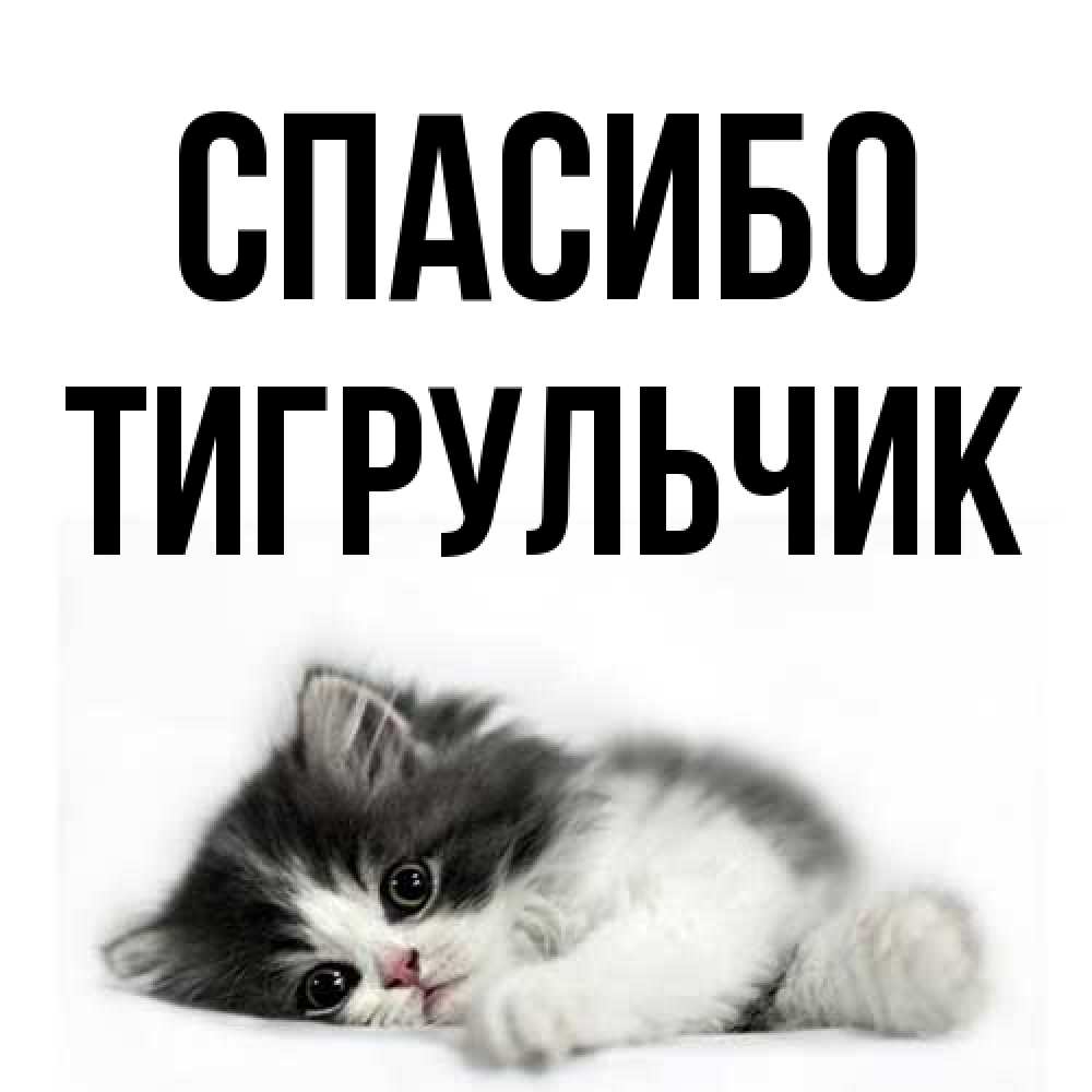 Открытка на каждый день с именем, Тигpульчик Спасибо черный и белый кот Прикольная открытка с пожеланием онлайн скачать бесплатно 