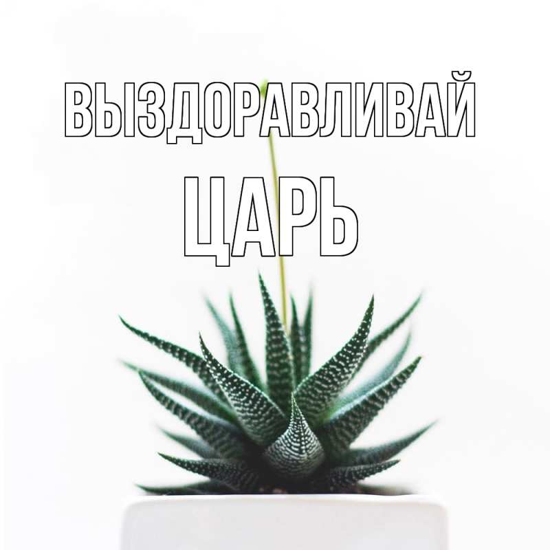 Картинка Выздоравливай, Царь