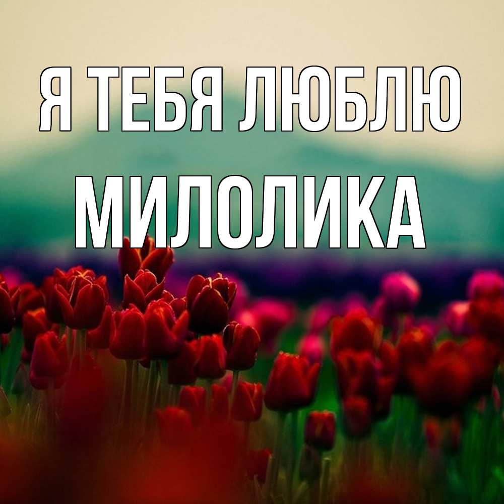 Открытка на каждый день с именем, Милолика Я тебя люблю тюльпаны 4 Прикольная открытка с пожеланием онлайн скачать бесплатно 