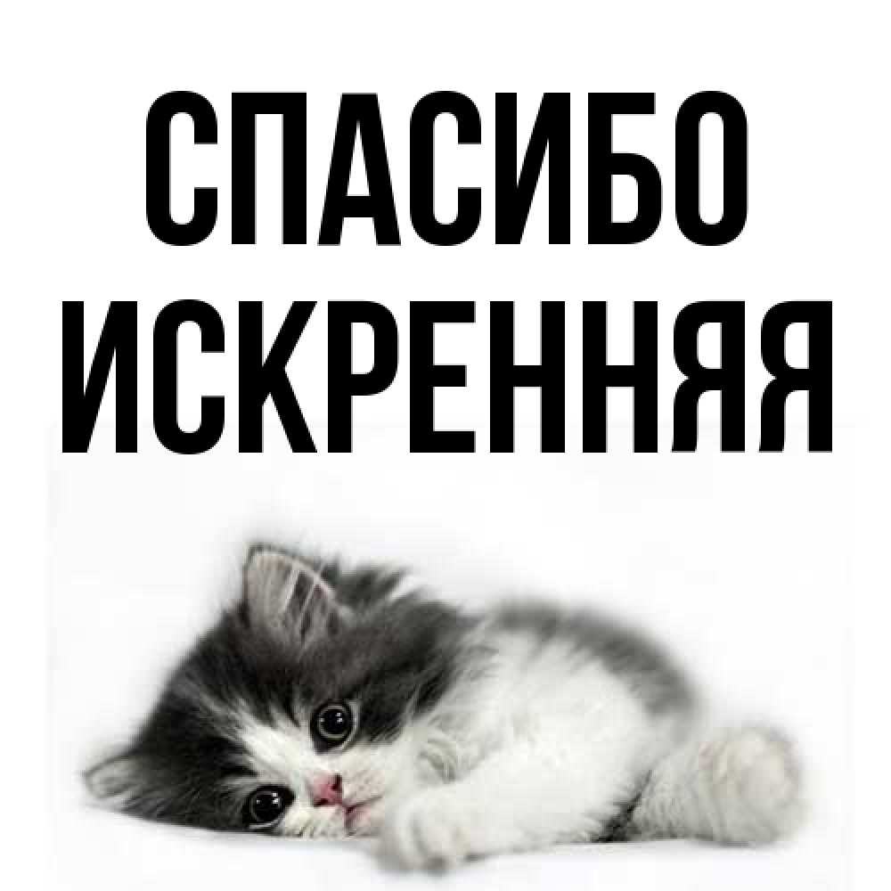Открытка на каждый день с именем, Искренняя Спасибо черный и белый кот Прикольная открытка с пожеланием онлайн скачать бесплатно 
