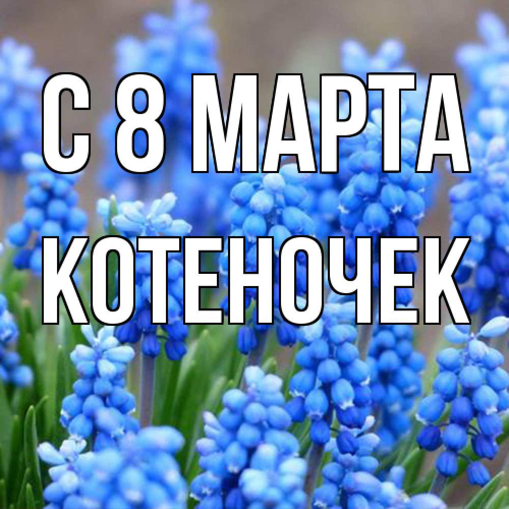 Открытка на каждый день с именем, Котеночек C 8 МАРТА Поздравительная открытка для женщин с цветами на праздничную дату Прикольная открытка с пожеланием онлайн скачать бесплатно 