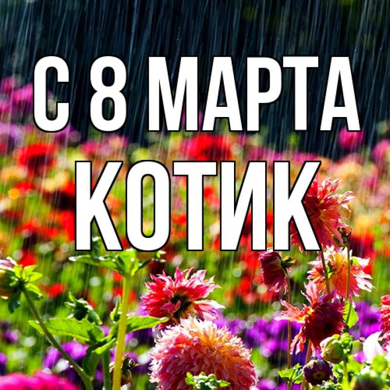 Картинка C 8 МАРТА, Котик