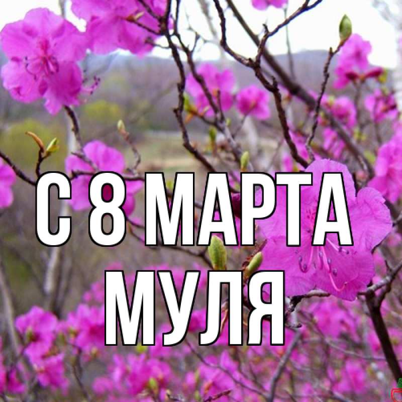 Картинка C 8 МАРТА, Муля