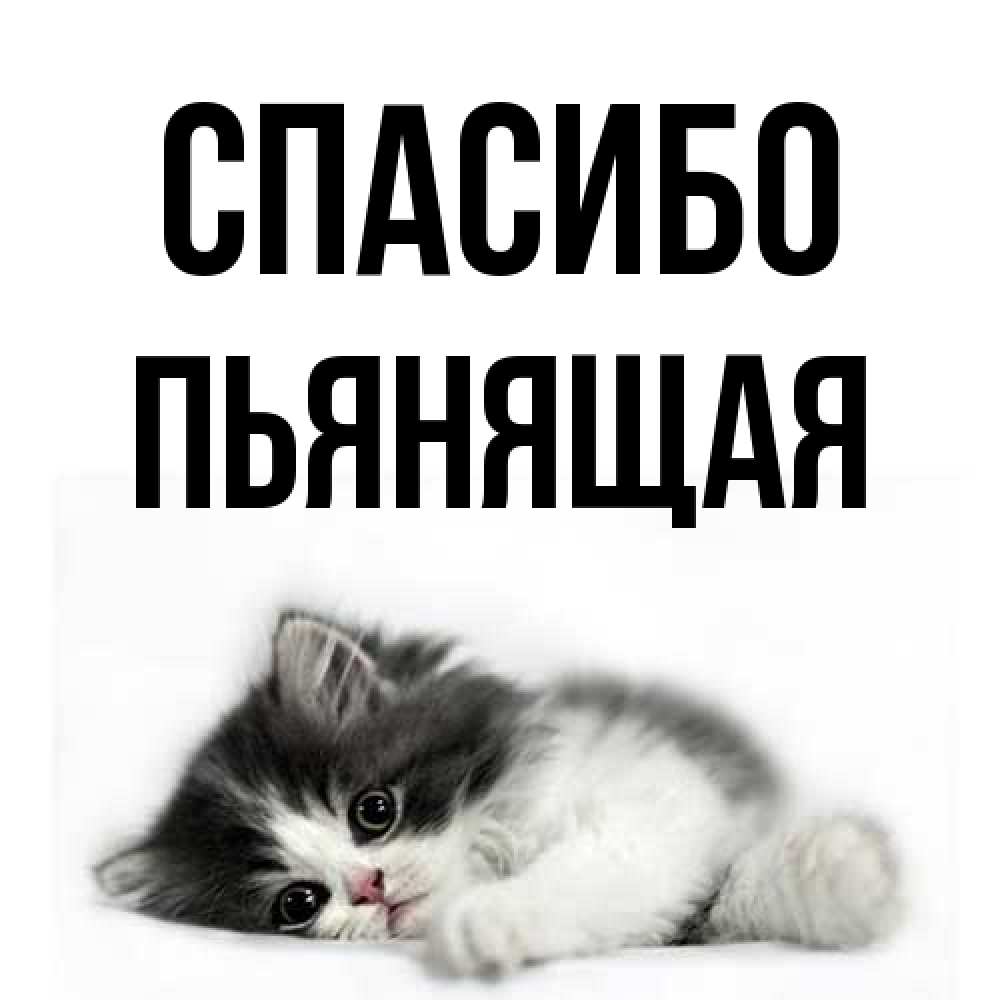 Открытка на каждый день с именем, Пьянящая Спасибо черный и белый кот Прикольная открытка с пожеланием онлайн скачать бесплатно 
