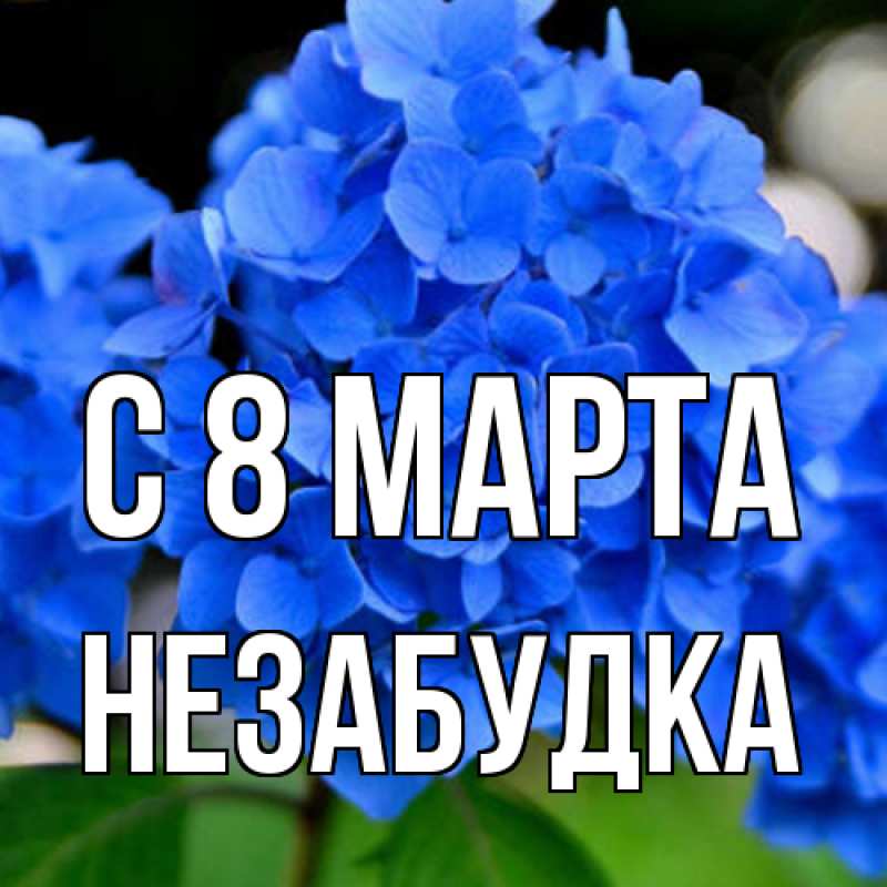 Картинка C 8 МАРТА, Незабудка