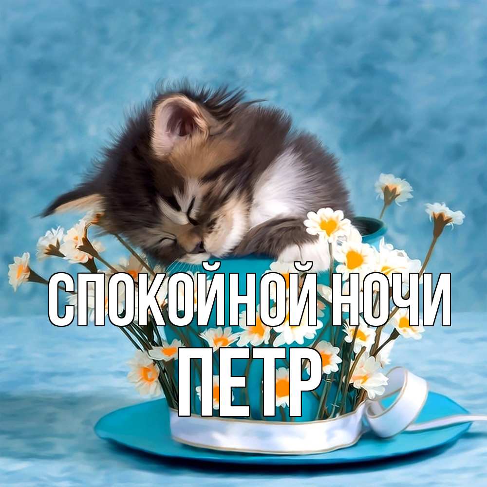 Открытка на каждый день с именем, Петр Спокойной ночи котенок спит в кружке с блюдцем Прикольная открытка с пожеланием онлайн скачать бесплатно 