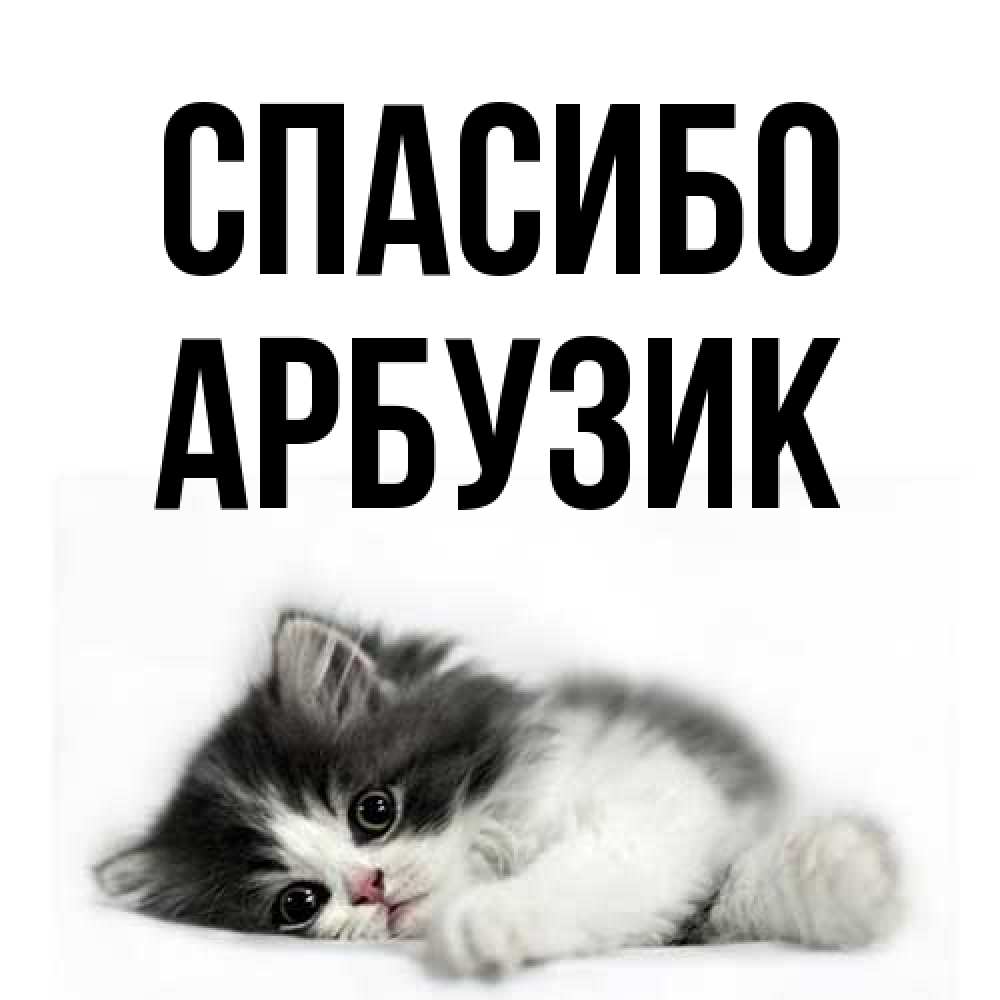 Открытка на каждый день с именем, Арбузик Спасибо черный и белый кот Прикольная открытка с пожеланием онлайн скачать бесплатно 