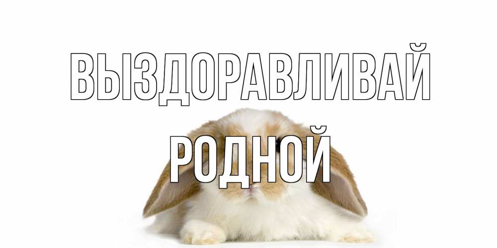 Открытка на каждый день с именем, Родной Выздоравливай вислоухий кролик белого и коричневого цвета Прикольная открытка с пожеланием онлайн скачать бесплатно 