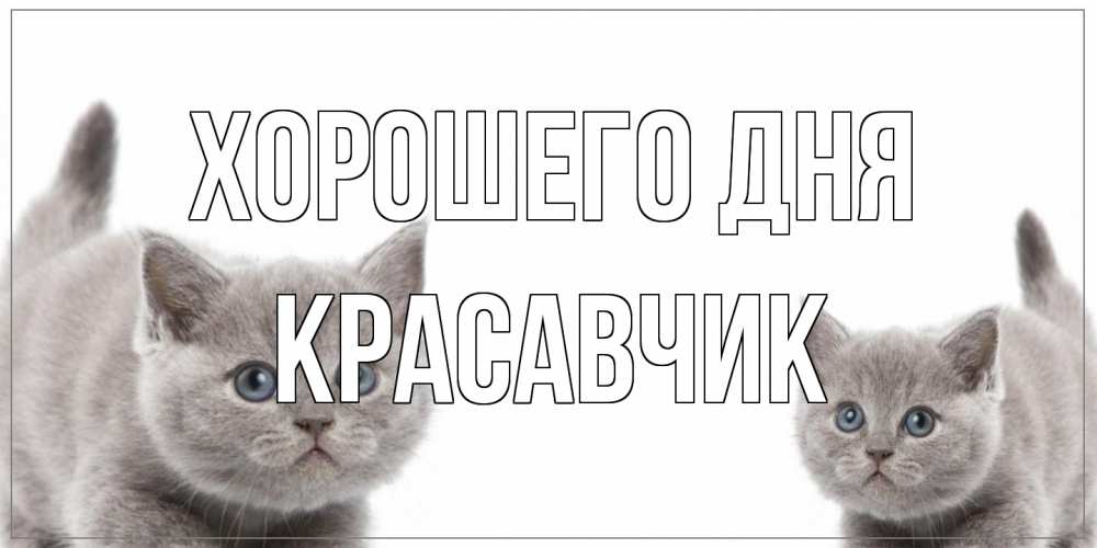 Открытка на каждый день с именем, Красавчик Хорошего дня открытка с котами Прикольная открытка с пожеланием онлайн скачать бесплатно 