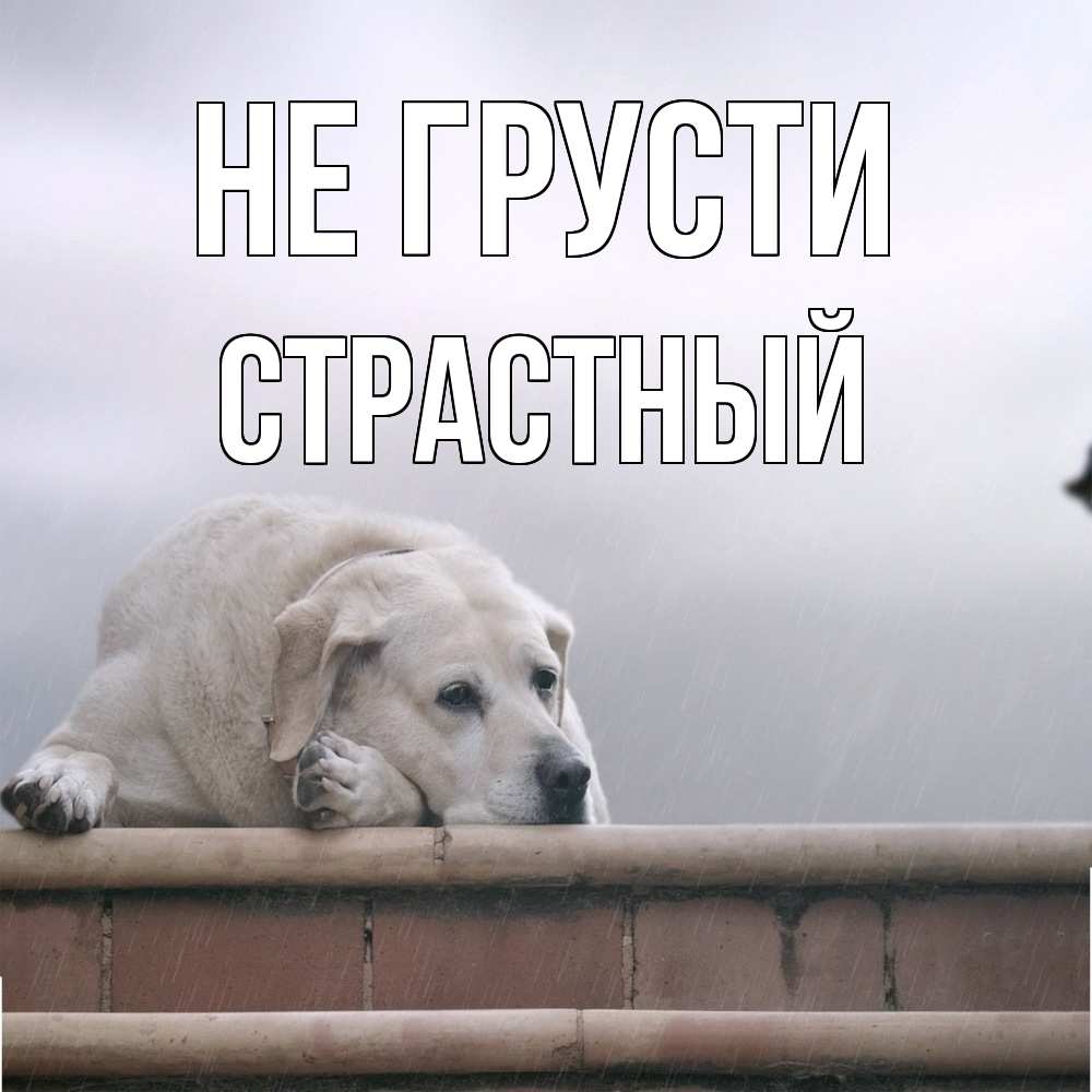 Открытка на каждый день с именем, Страстный Не грусти белый пес 1 Прикольная открытка с пожеланием онлайн скачать бесплатно 