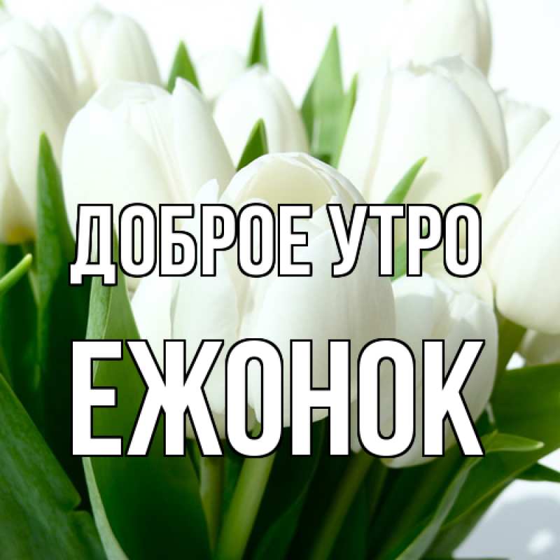 Картинка Доброе утро, Ежонок