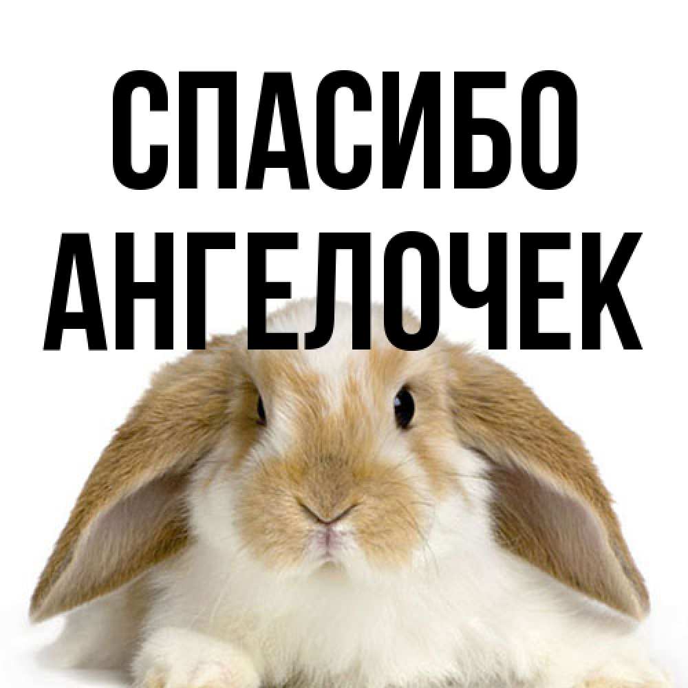 Открытка на каждый день с именем, Ангелочек Спасибо коричнево белый заяц Прикольная открытка с пожеланием онлайн скачать бесплатно 