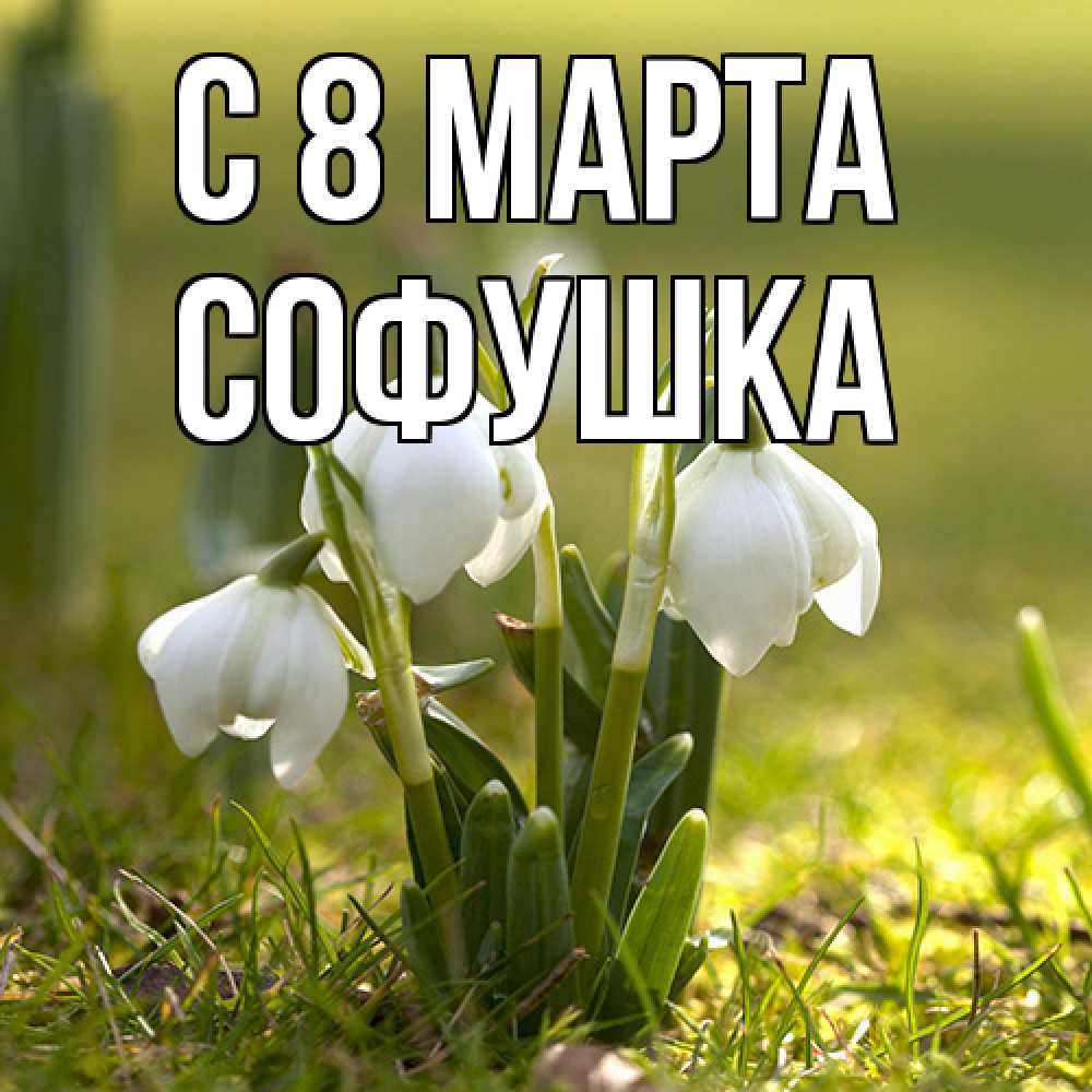 Открытка на каждый день с именем, Софушка C 8 МАРТА ранние цветы 2 Прикольная открытка с пожеланием онлайн скачать бесплатно 