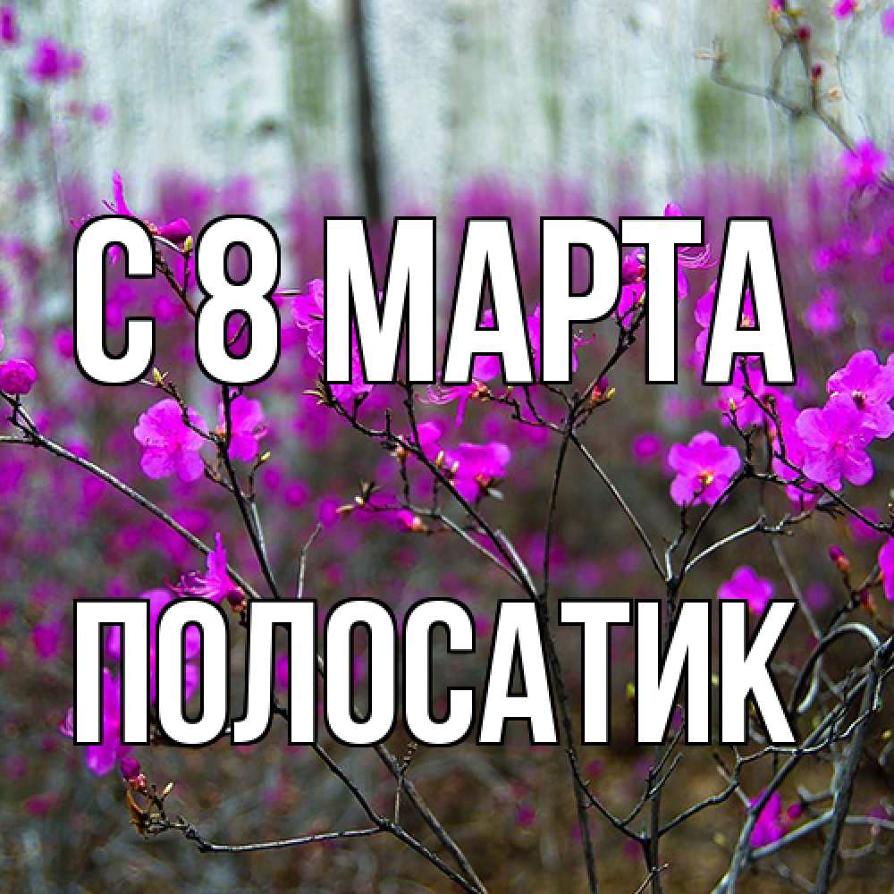 Открытка на каждый день с именем, полосатик C 8 МАРТА дикие цветы Прикольная открытка с пожеланием онлайн скачать бесплатно 