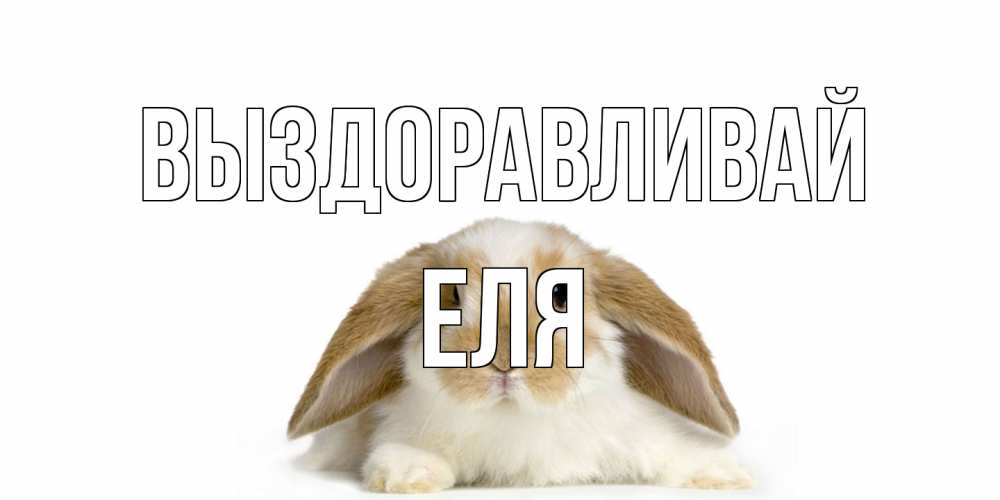 Открытка на каждый день с именем, Еля Выздоравливай вислоухий кролик белого и коричневого цвета Прикольная открытка с пожеланием онлайн скачать бесплатно 