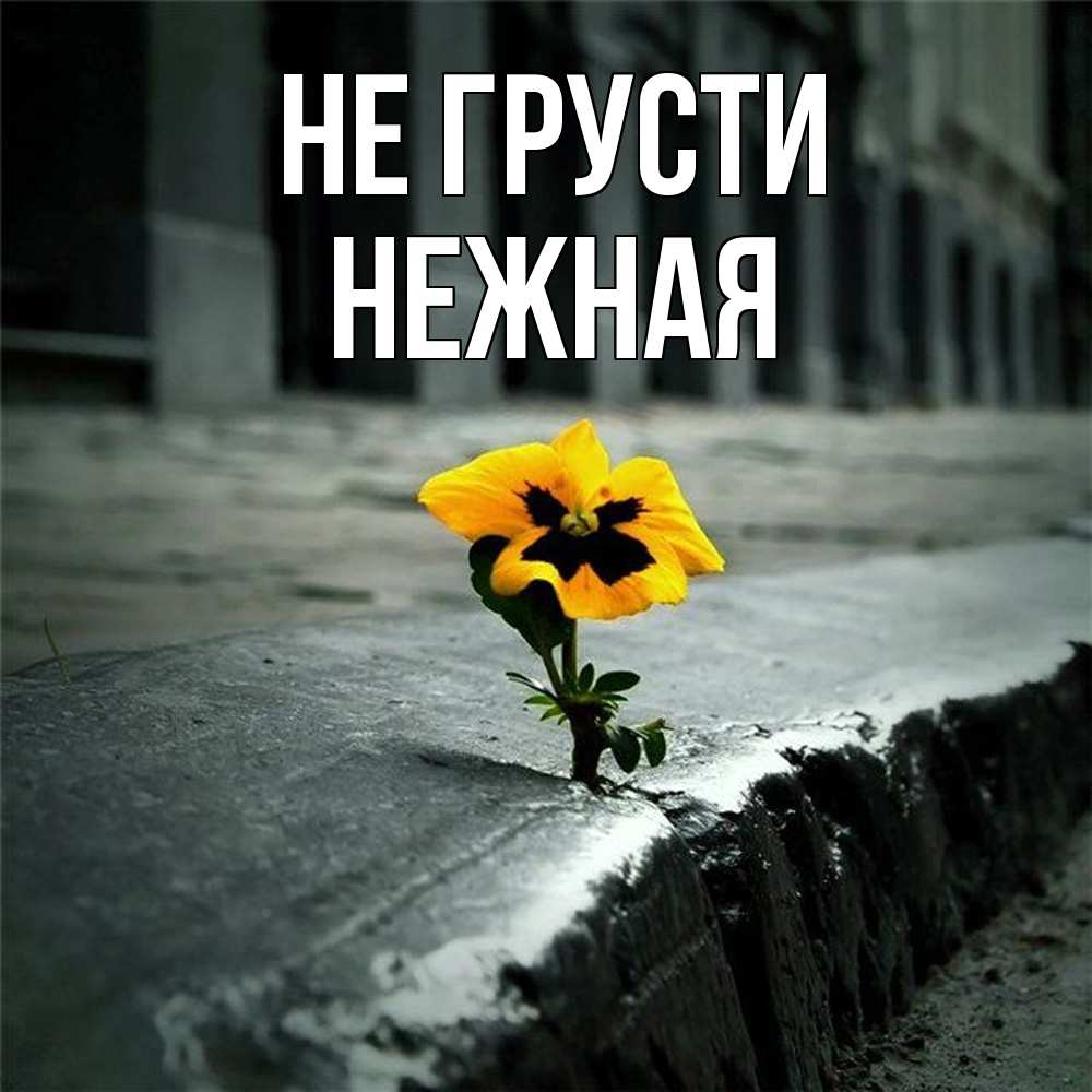 Открытка на каждый день с именем, Hежная Не грусти не сдавайся Прикольная открытка с пожеланием онлайн скачать бесплатно 