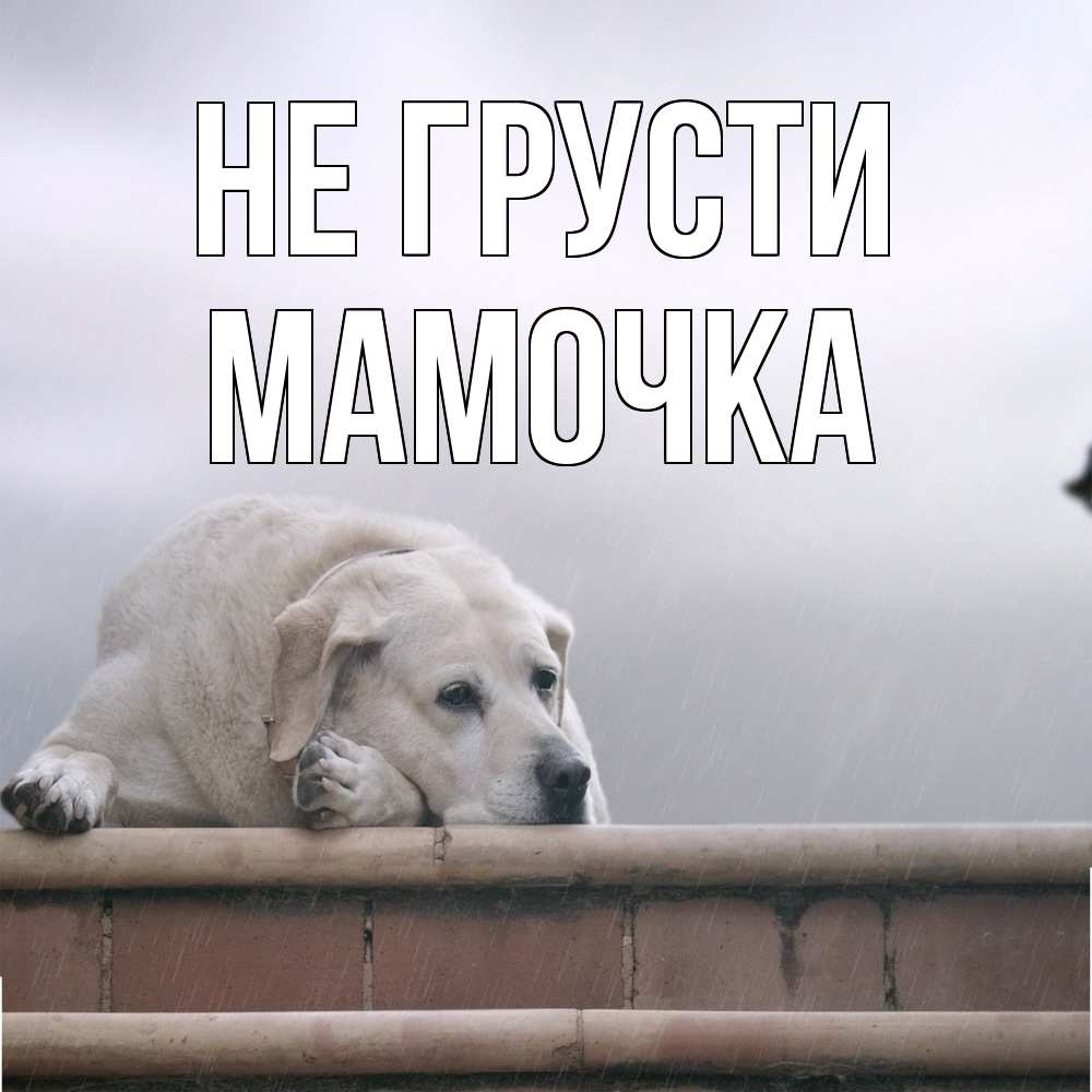 Открытка на каждый день с именем, Мамочка Не грусти белый пес 1 Прикольная открытка с пожеланием онлайн скачать бесплатно 