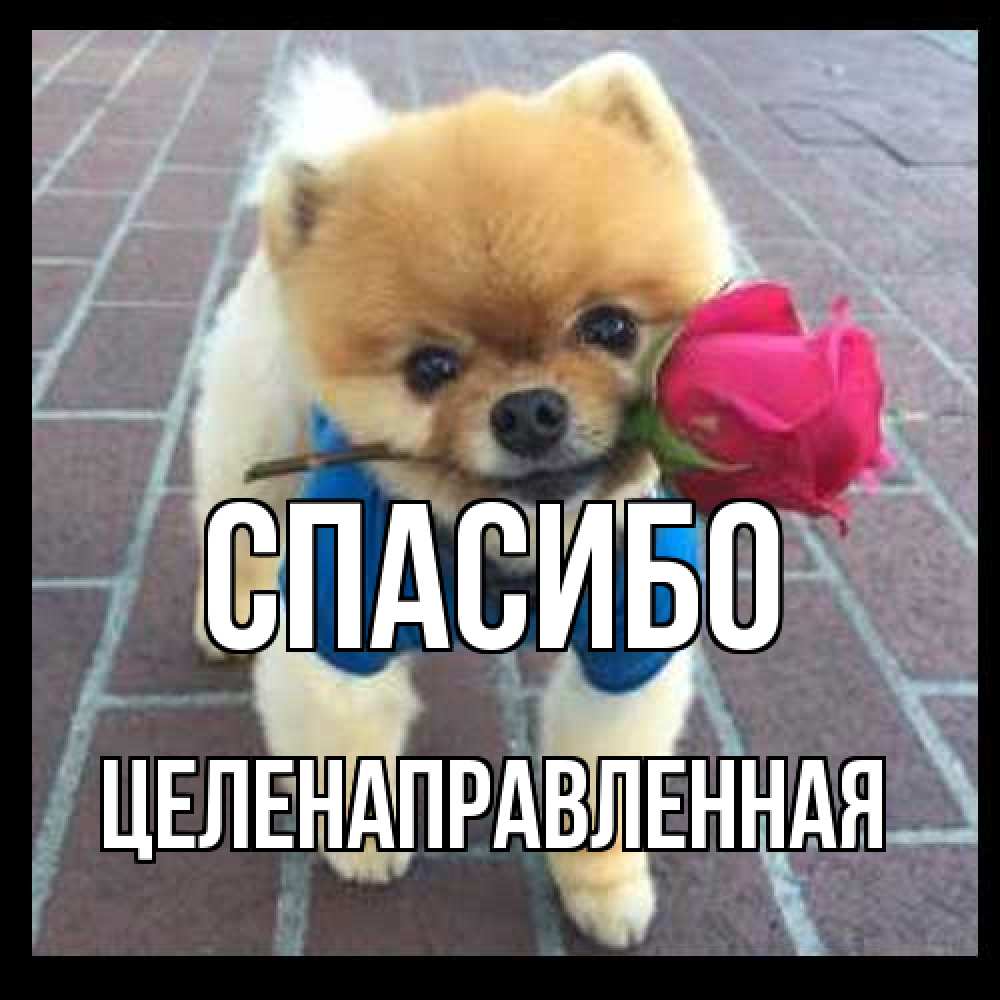 Открытка на каждый день с именем, целенаправленная Спасибо спасибо и дарю тебе цветок Прикольная открытка с пожеланием онлайн скачать бесплатно 