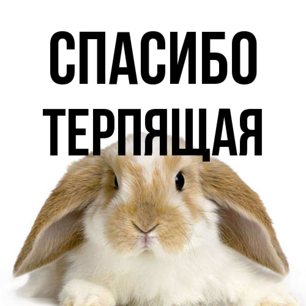 Открытка на каждый день с именем, Теpпящая Спасибо коричнево белый заяц Прикольная открытка с пожеланием онлайн скачать бесплатно 