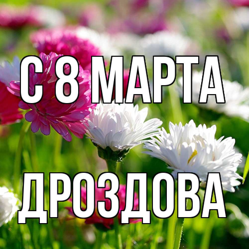 Открытка на каждый день с именем, Дроздова C 8 МАРТА международный женский день 1 Прикольная открытка с пожеланием онлайн скачать бесплатно 