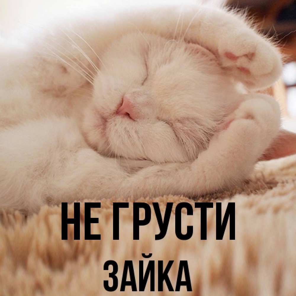 Открытка на каждый день с именем, Зайка Не грусти Котенок спит Прикольная открытка с пожеланием онлайн скачать бесплатно 