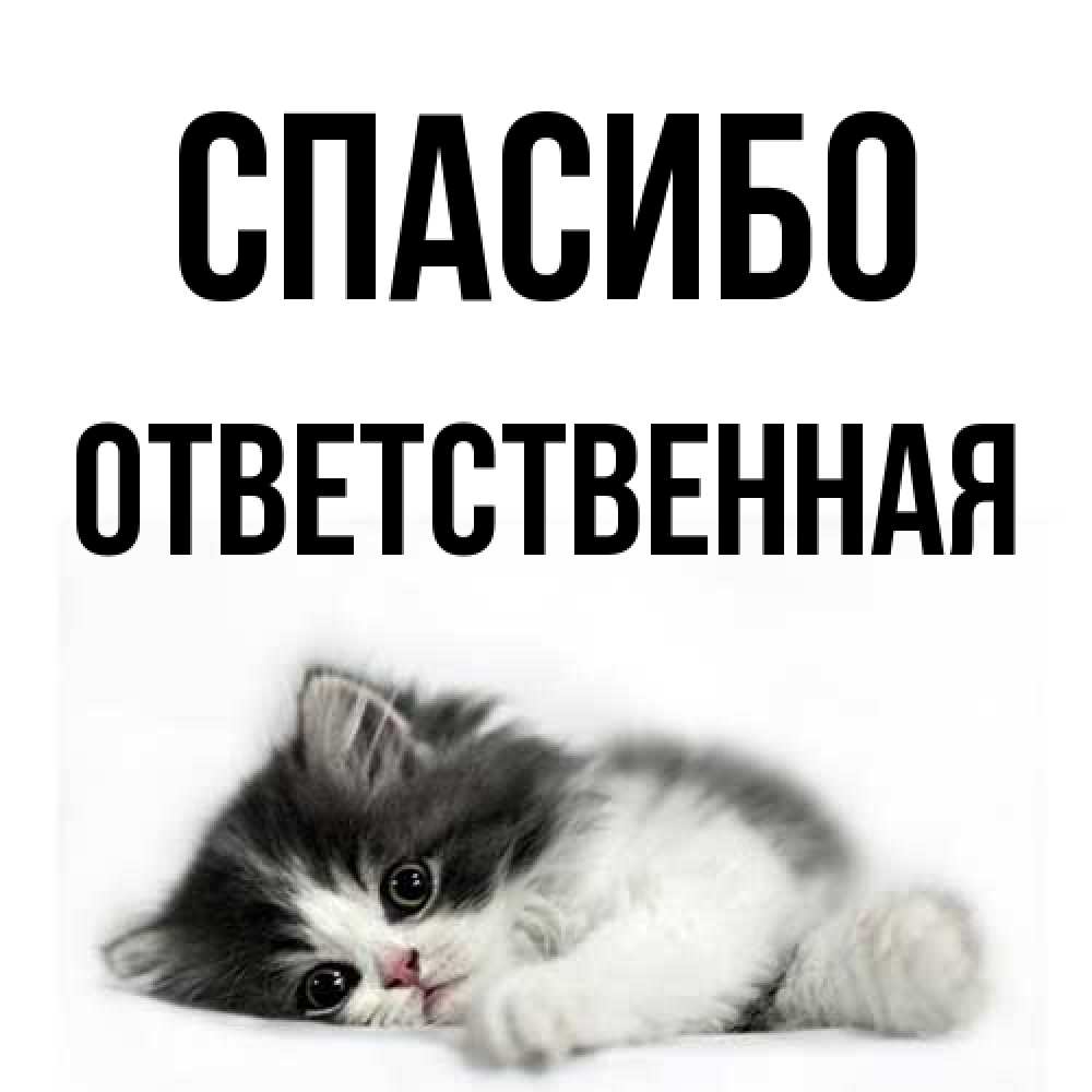 Открытка на каждый день с именем, ответственная Спасибо черный и белый кот Прикольная открытка с пожеланием онлайн скачать бесплатно 
