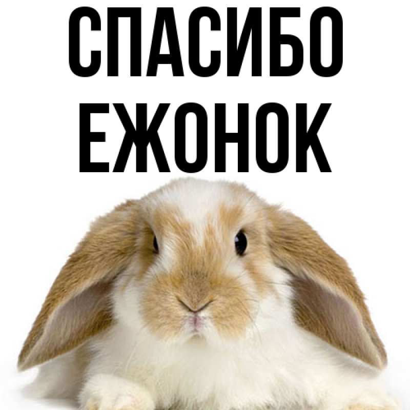 Картинка Спасибо, Ежонок