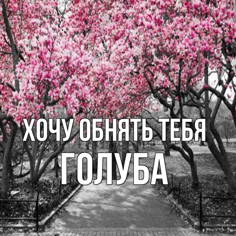 Картинка Хочу обнять тебя, Голуба