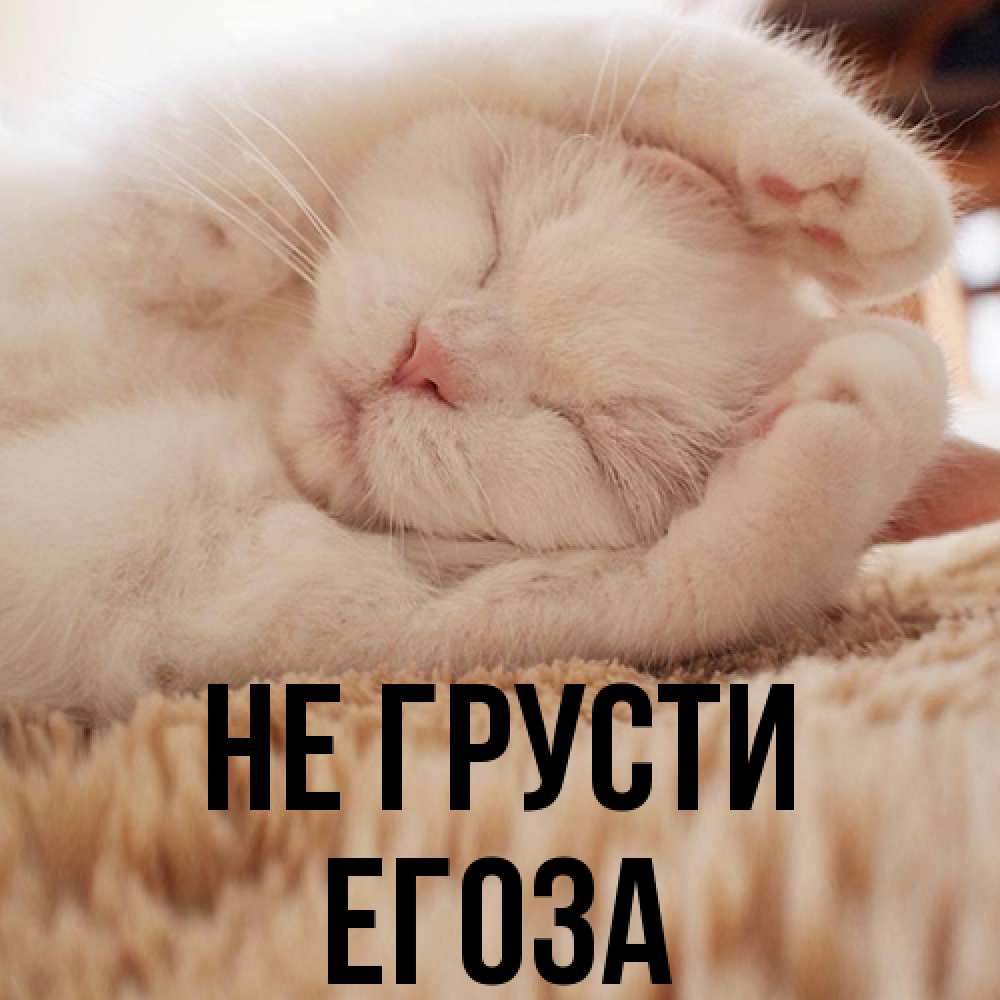 Открытка на каждый день с именем, егоза Не грусти Котенок спит Прикольная открытка с пожеланием онлайн скачать бесплатно 