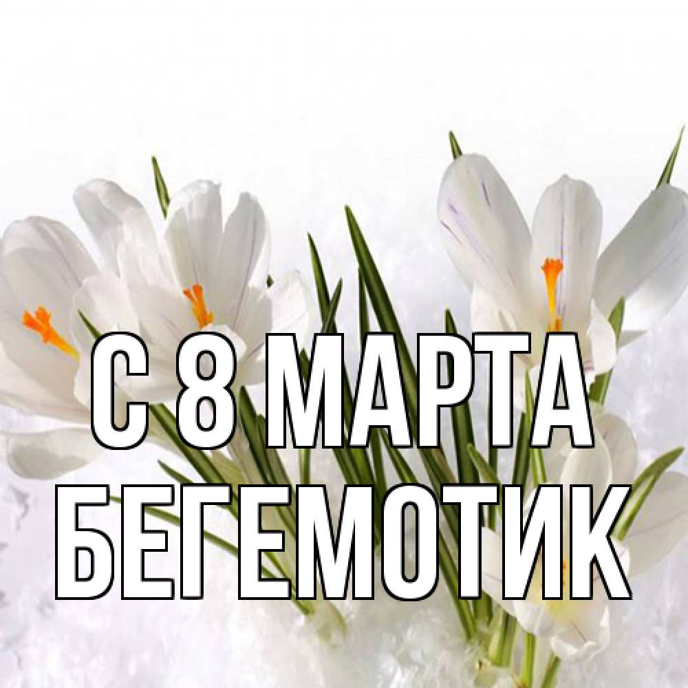 Открытка на каждый день с именем, Бегемотик C 8 МАРТА под снегом Прикольная открытка с пожеланием онлайн скачать бесплатно 
